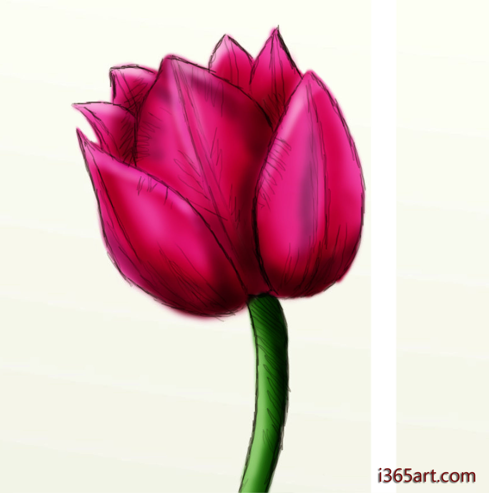 tulip drawing | I365Art