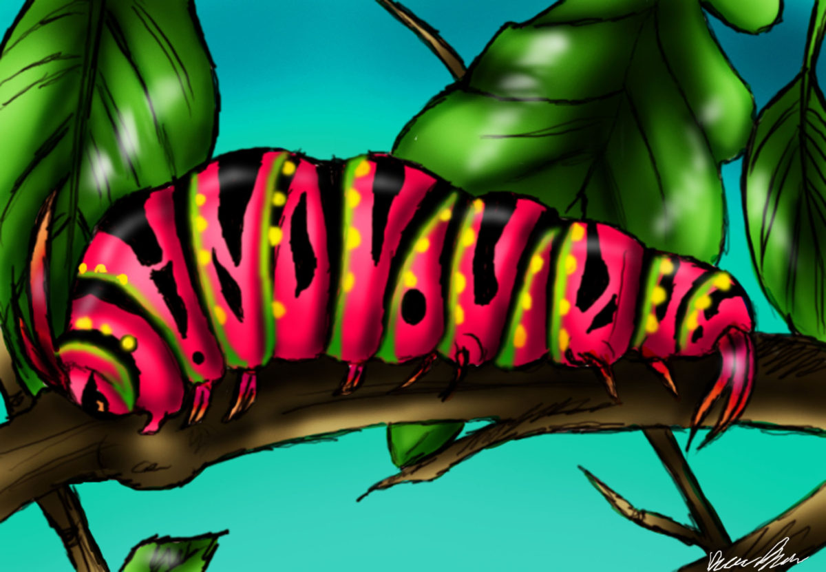 Day #23 Wild Caterpillar - I 365 Art