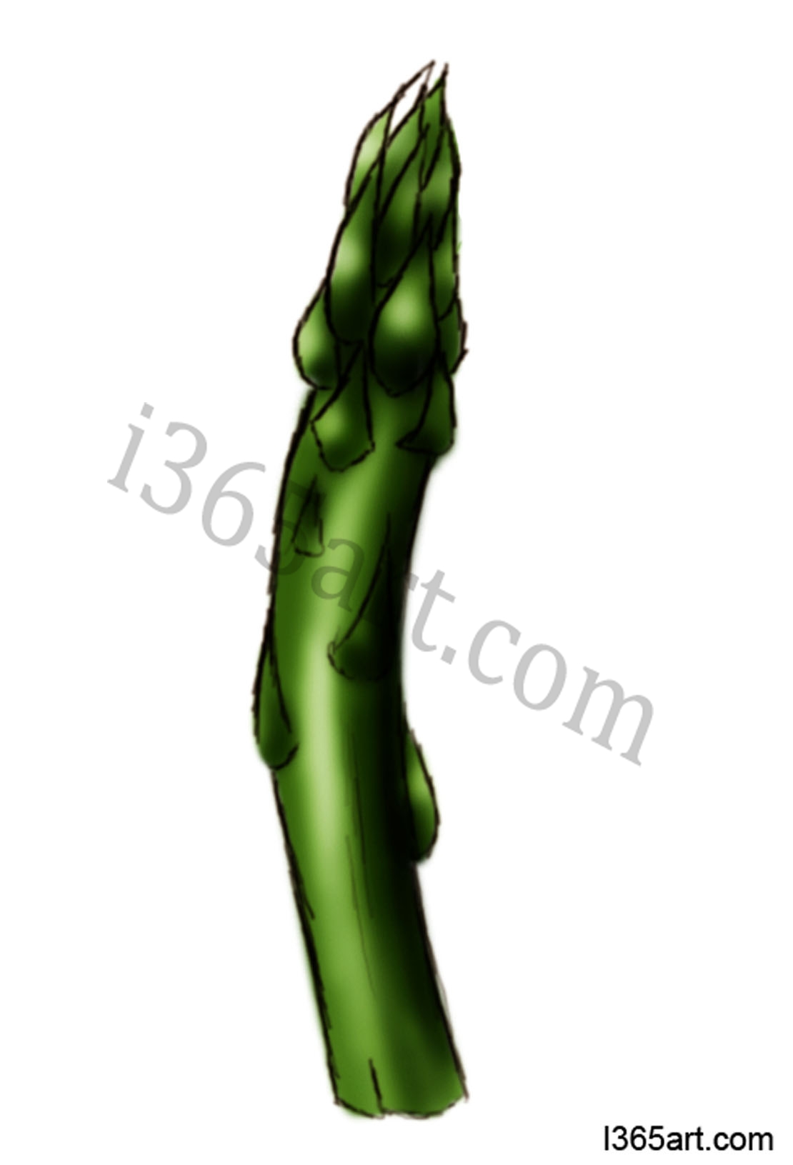 asparagus vegetable