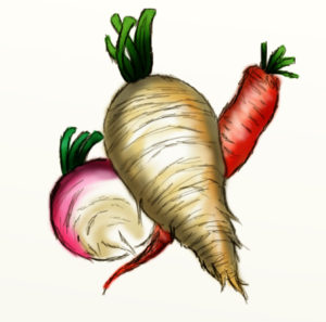 root veggie drawings