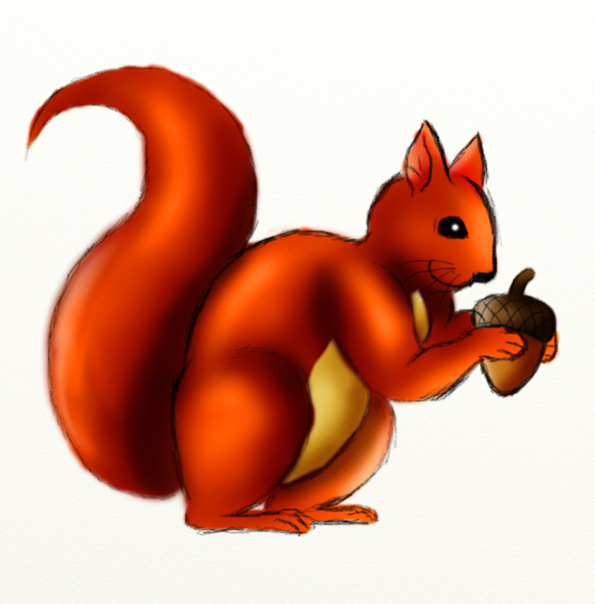 squirrel drawing