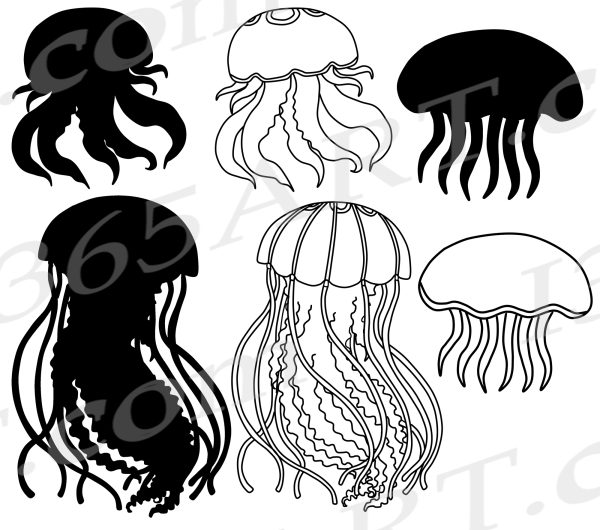 Jellyfish Medusa SVG